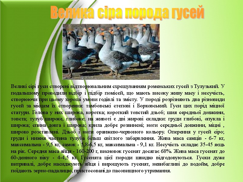 Великі сірі гуси створені відтворювальним схрещуванням роменських гусей з Тулузький. У подальшому проводили відбір